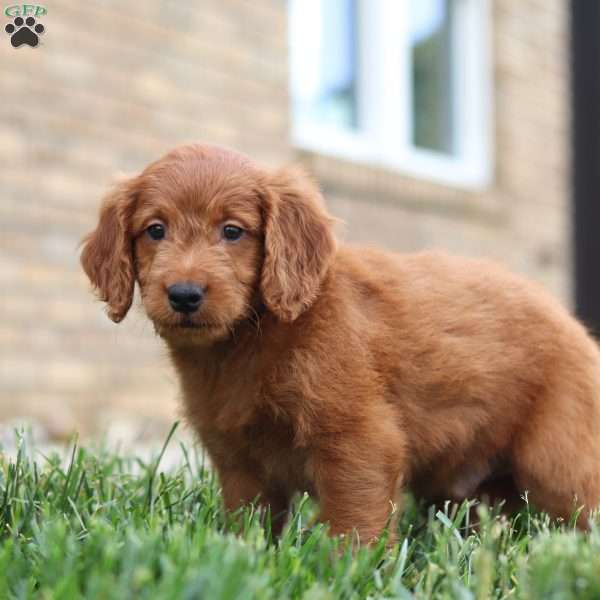 Fabian, Mini Goldendoodle Puppy